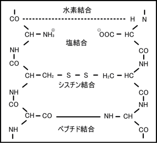髪の水素結合、塩結合（イオン結合）、SS結合（シスチン結合）、ペプチド結合の写真